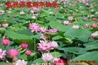 Published on 12/30/2016 ���ֹ�,���󷨵��ӹ�ףʦ�������(28��)