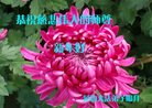 Published on 1/1/2017 ���ֹ�,��½�󷨵��ӹ�ףʦ�������(36��)