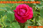 Published on 12/30/2016 ���ֹ�,��½�󷨵��ӹ�ףʦ�������(37��)