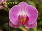 Published on 12/31/2016 ���ֹ�,��½�󷨵��ӹ�ףʦ�������(26��)