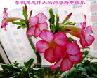 Published on 12/30/2016 ���ֹ�,��½�󷨵��ӹ�ףʦ�������(27��)