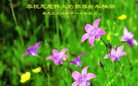 Published on 12/30/2016 ���ֹ�,��½�󷨵��ӹ�ףʦ�������(27��)
