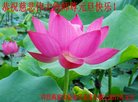 Published on 12/30/2016 ���ֹ�,��½�󷨵��ӹ�ףʦ�������(40��)