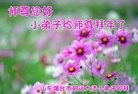 Published on 1/1/2017 ���ֹ�,��С�������꾴��ʦ��
