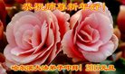 Published on 12/31/2016 ���ֹ�,��½�󷨵��ӹ�ףʦ�������(34��)