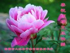Published on 12/31/2016 ���ֹ�,��½�󷨵��ӹ�ףʦ�������(47��)