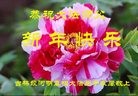 Published on 12/31/2016 ���ֹ�,�������������ף���ʦ�����