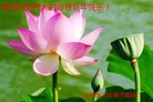Published on 12/29/2016 ���ֹ�,��½�󷨵��ӹ�ףʦ�������(38��)