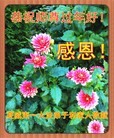 Published on 2/9/2016 ���ֹ�,�������ش󷨵��ӹ�ףʦ�������
