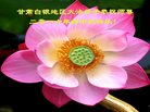 ֹ,󷨵ӹףʦ(19)