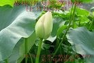 ֹ,Ĵ󷨵ӹףʦ(31)