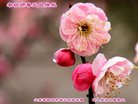 Published on 12/30/2016 ���ֹ�,��½�󷨵��ӹ�ףʦ�������(29��)