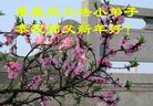 Published on 12/31/2016 ���ֹ�,��½�󷨵��ӹ�ףʦ�������(26��)