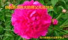 Published on 1/2/2017 ���ֹ�,��½�󷨵��ӹ�ףʦ�������(17��)