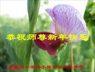 Published on 12/30/2016 ���ֹ�,��½�󷨵��ӹ�ףʦ�������(29��)