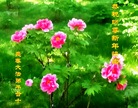 Published on 1/25/2017 ���ֹ�,��½�󷨵��ӹ�ףʦ�������(27��)