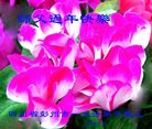ֹ,ɶ󷨵ӹףʦ(23)