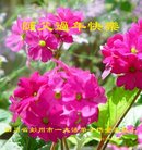 ֹ,ɶ󷨵ӹףʦ(23)