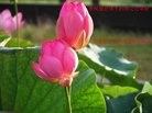 Published on 1/29/2017 ���ֹ�,������ɽ�������������ϵȵش󷨵��ӹ�ףʦ�������(40��)