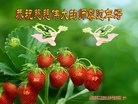 Published on 1/24/2017 ���ֹ�,��½���Ӵ󷨵��������ʺ�ʦ�������