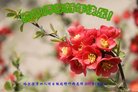 Published on 1/25/2017 ���ֹ�,��½�󷨵��ӹ�ףʦ�������