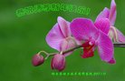Published on 1/25/2017 ���ֹ�,��½�󷨵��ӹ�ףʦ�������(25��)