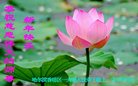 Published on 1/25/2017 ���ֹ�,��½�󷨵��ӹ�ףʦ�������(34��)