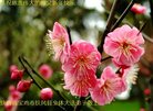 ֹ,󷨵ӹףʦ(25)