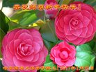 Published on 1/25/2017 ���ֹ�,��½�󷨵��ӹ�ףʦ�������(27��)