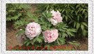 Published on 1/25/2017 ���ֹ�,��½�󷨵��ӹ�ףʦ�������(26��)