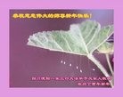 ֹ,Ĵ󷨵ӹףʦ(31)