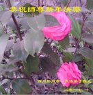 ֹ,ɶ󷨵ӹףʦ(22)