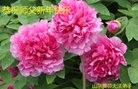 Published on 1/29/2017 ���ֹ�,�ຣ�����ġ�ɽ���ȵش󷨵��ӹ�ףʦ�������(33��)