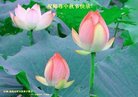 Published on 10/4/2017 ���ֹ�,��½�󷨵��ӹ�ףʦ�������(36��)