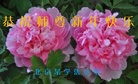 ֹ,󷨵ӹףʦ(21)
