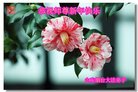 Published on 1/1/2018 ���ֹ�,��½�󷨵��ӹ�ףʦ�������(27��)