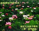 Published on 10/3/2017 ���ֹ�,��½�󷨵��ӹ�ףʦ�������(31��)