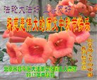 Published on 10/1/2017 ���ֹ�,��½�������ڹ�ף���ʦ�������