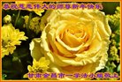 ֹ,󷨵ӹףʦ(19)