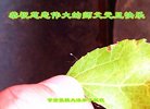 ֹ,󷨵ӹףʦ(19)