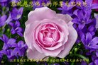 ֹ,մ󷨵ӹףʦ(21)