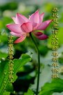 ֹ,󷨵ӹףʦ(19)