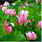 ���ֹ�,�����󷨵��ӹ�ףʦ�������(25��)