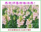 ֹ,Ĵ󷨵ӹףʦ(20)