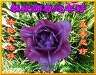 ֹ,󷨵ӹףʦ(33)
