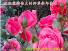 ֹ,󷨵ӹףʦ(23)