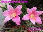 Published on 2/16/2018 ���ֹ�,��½�󷨵��ӹ�ףʦ�������(41��)