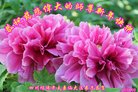 ֹ,Ĵ󷨵ӹףʦ(19)