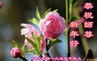 ֹ,ɶ󷨵ӹףʦ(19)