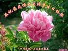 ֹ,ɶ󷨵ӹ編ִʦ𻪵(25)
